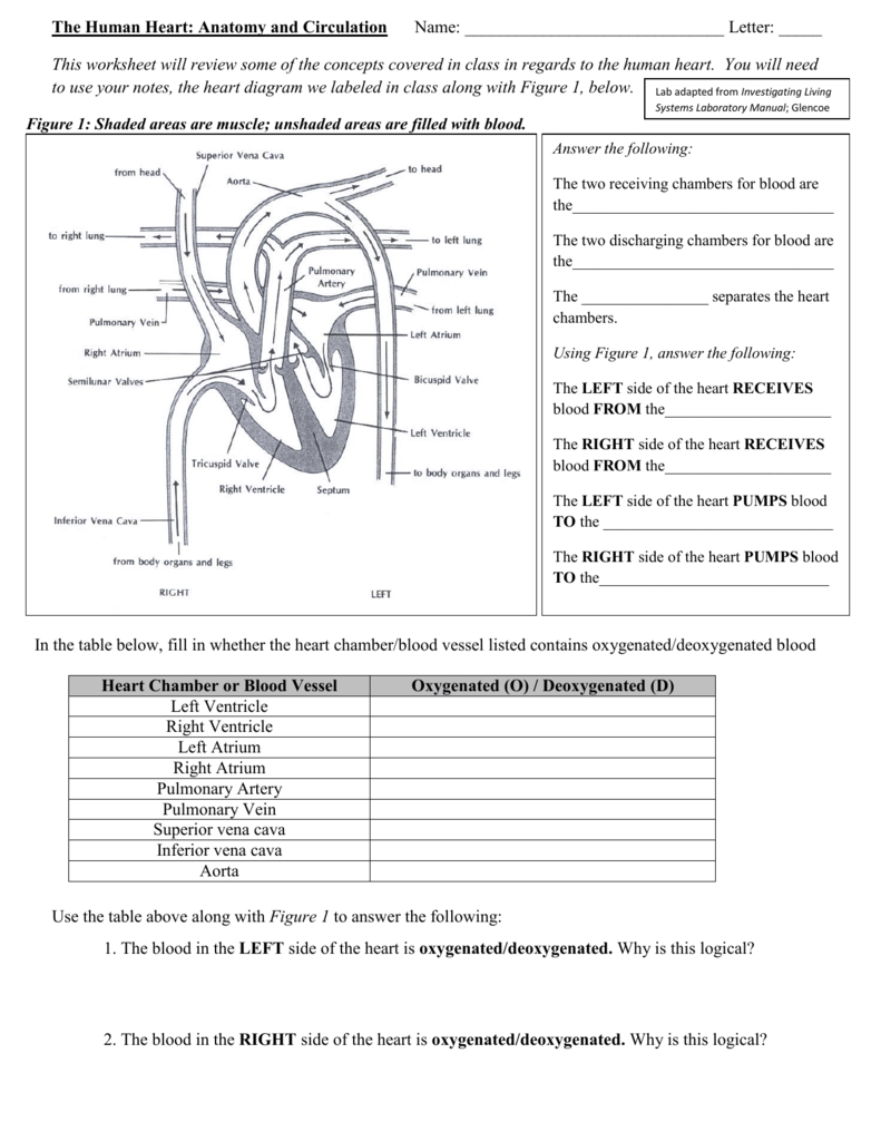 Heart Diagram Worksheet: Learn the Anatomy of the Heart