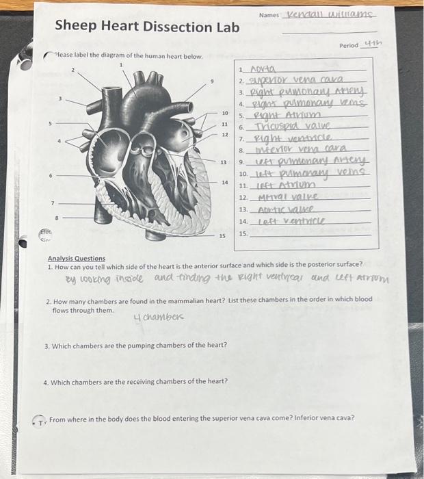 Heart Dissection Lab Worksheet