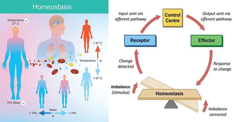 Mastering Homeostasis: Recognizing Normal Body Parameters