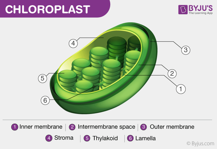 How Do Chloroplasts Work