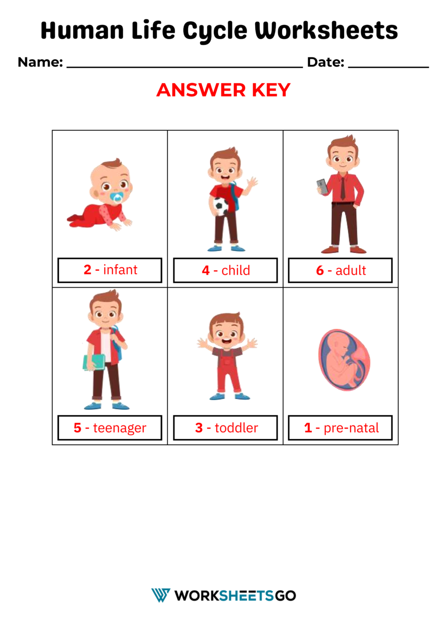 Human Life Cycle Worksheets Worksheetsgo