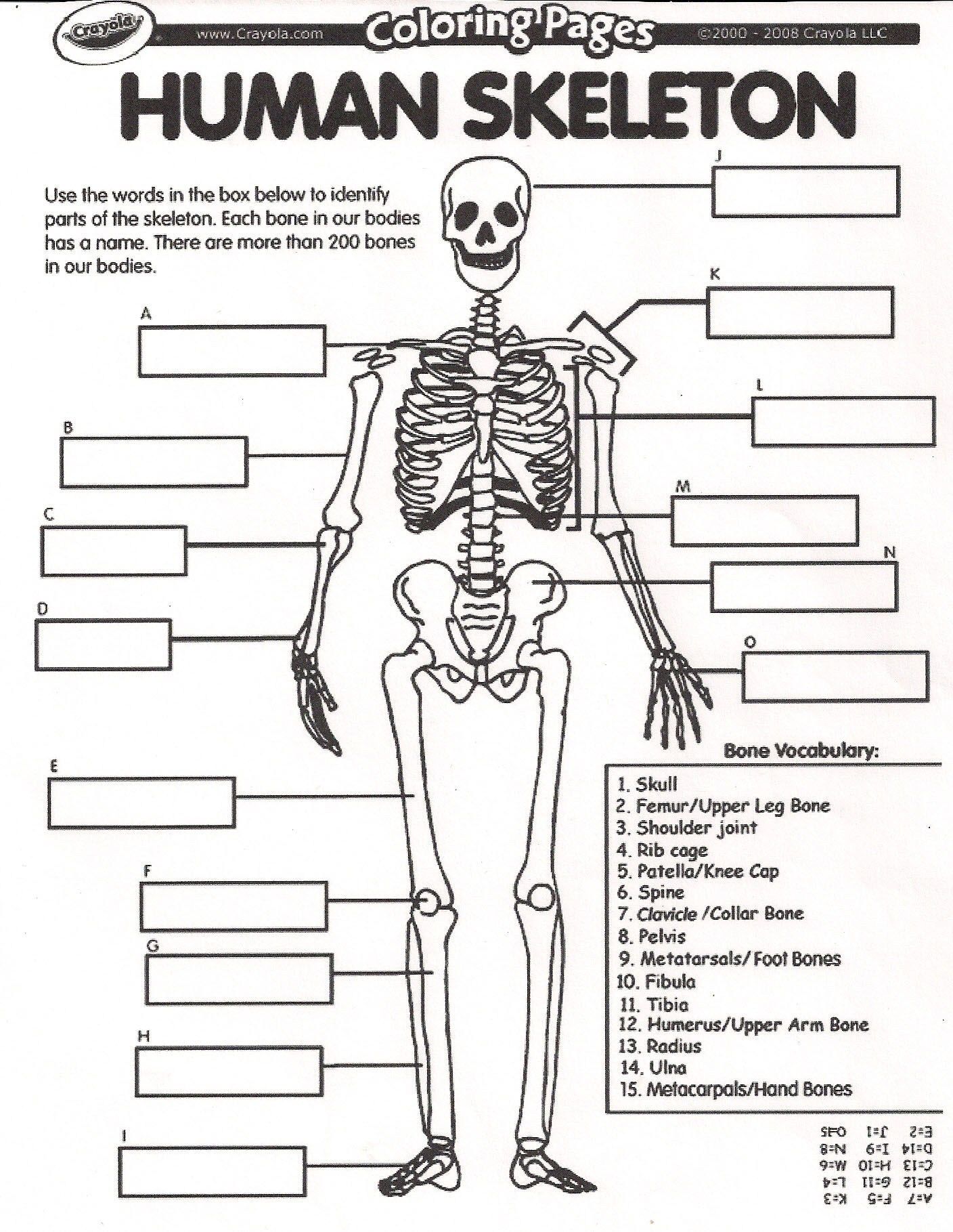 5 Ways to Learn the Human Skeleton