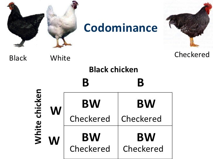 5 Ways to Master Incomplete and Codominance Genetics