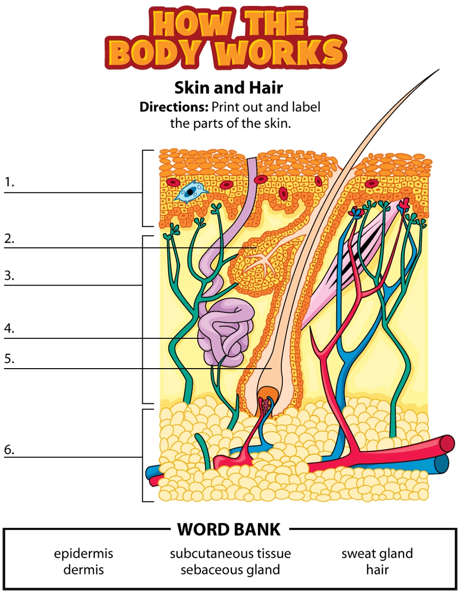 Integumentary System Worksheet: Understanding Skin and Its Functions