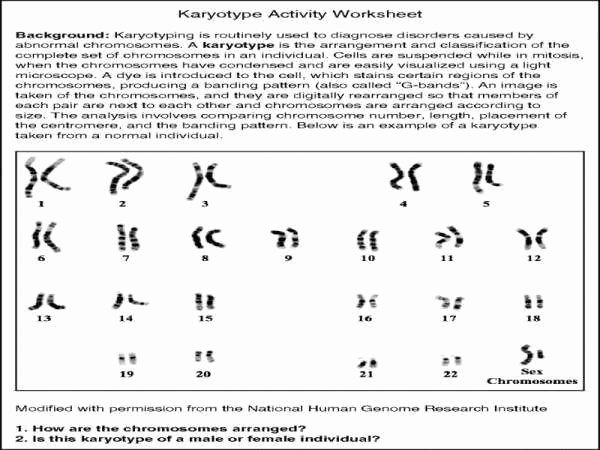 Karyotype Worksheet Answer Key for Biology Students