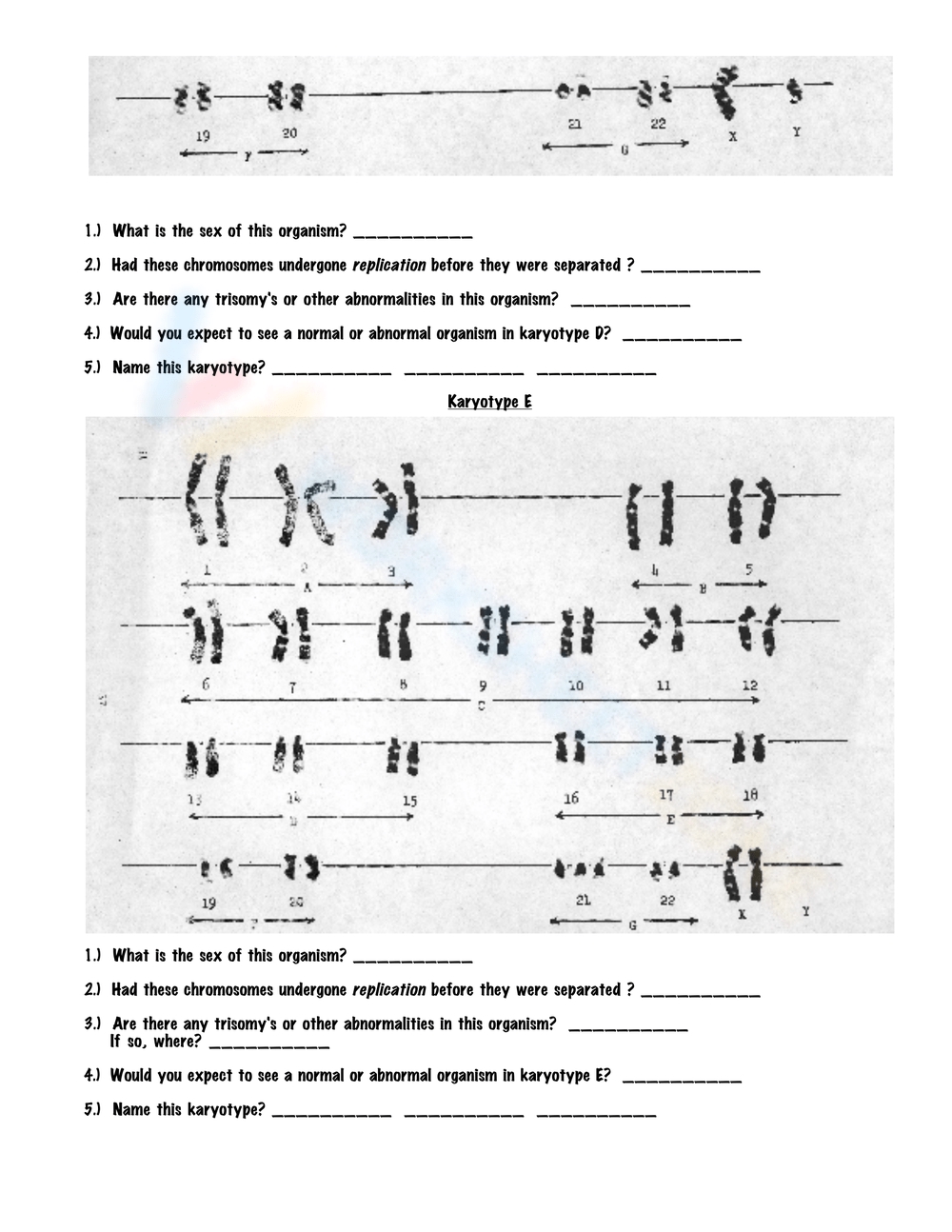 Karyotype Worksheet