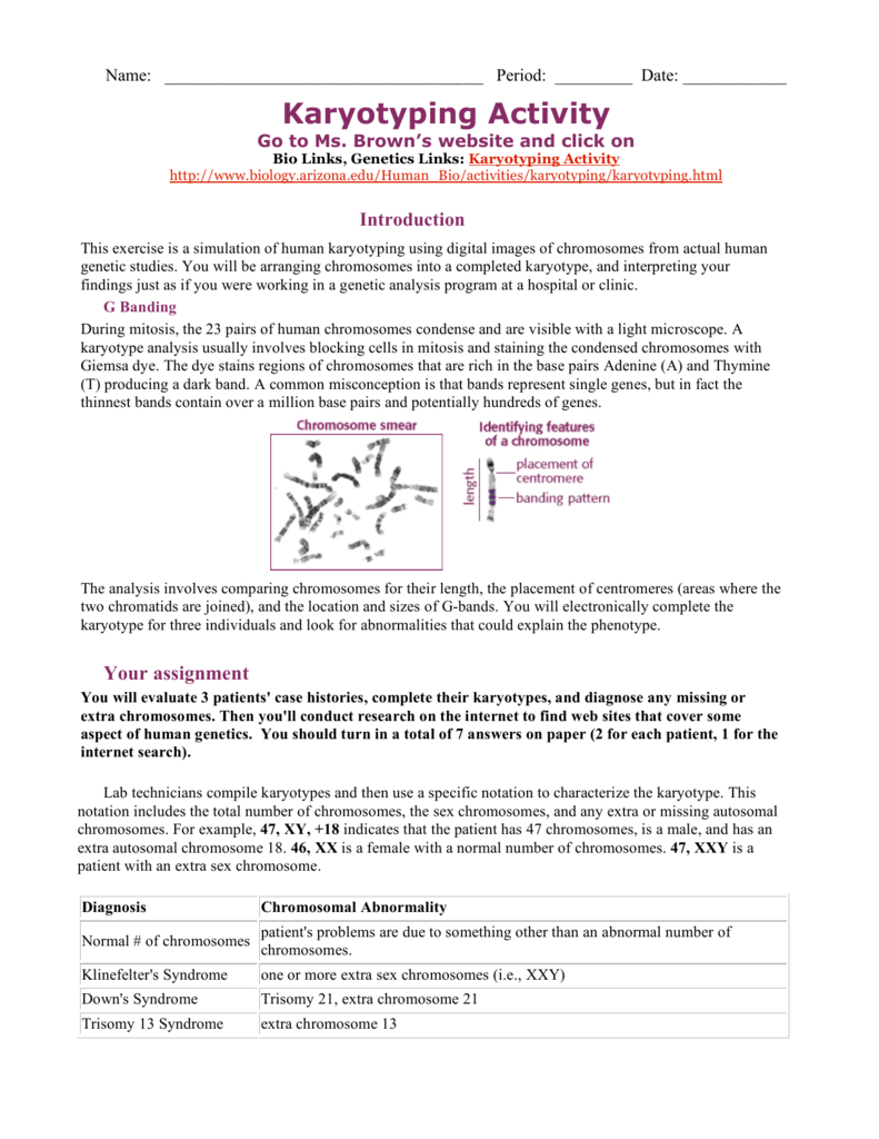 Karyotyping Worksheet Answer Key: Genetics Made Easy