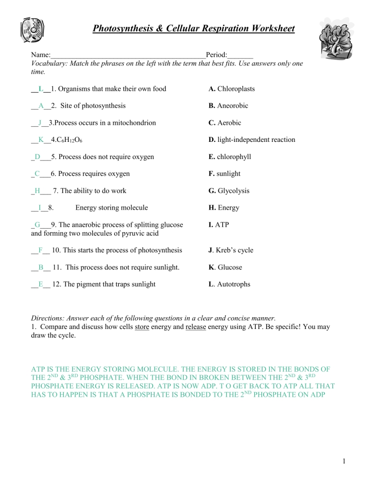 Key Photosynthesis Respiration Review Worksheet