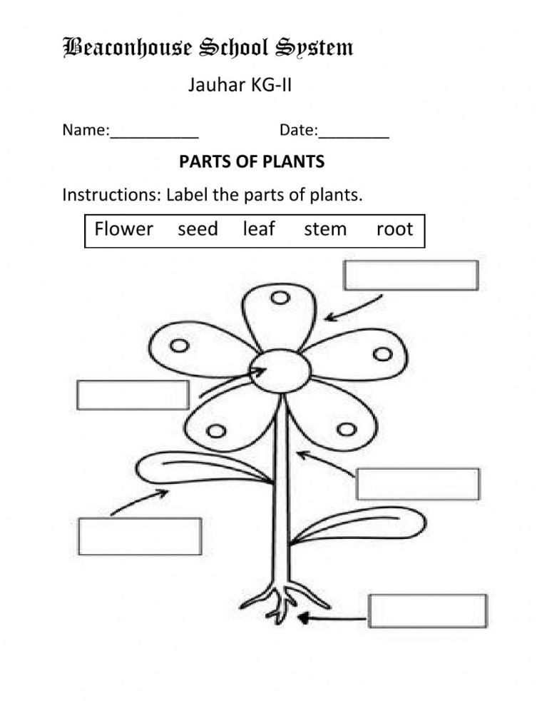 Kindergarten Science Worksheets Plants