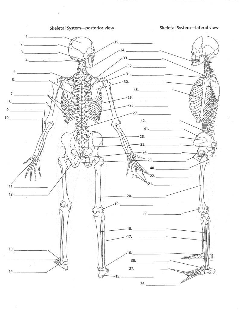 5 Ways to Label a Skeleton Worksheet