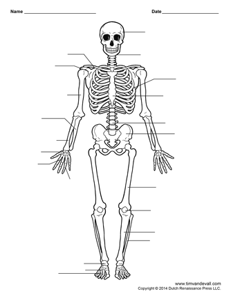 Label Human Skeleton Worksheet