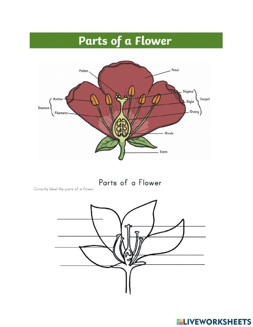 5 Parts of a Flower to Learn and Label