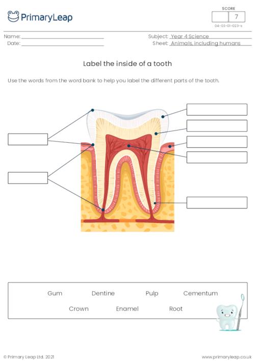 Label Parts of a Tooth Diagram Worksheet