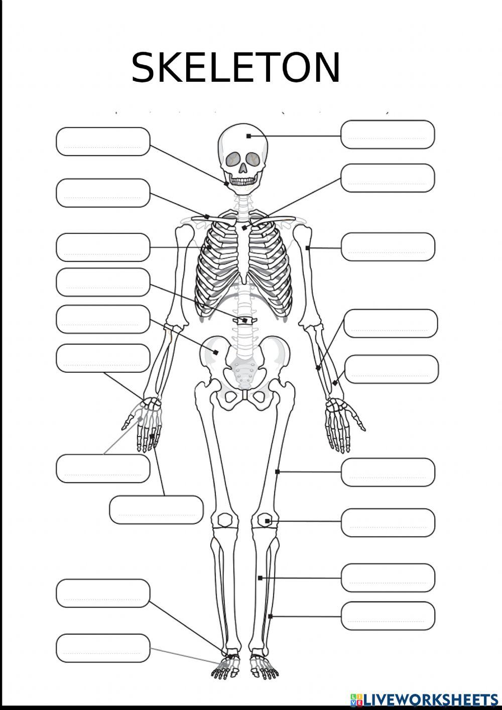 Label Skeleton Worksheet