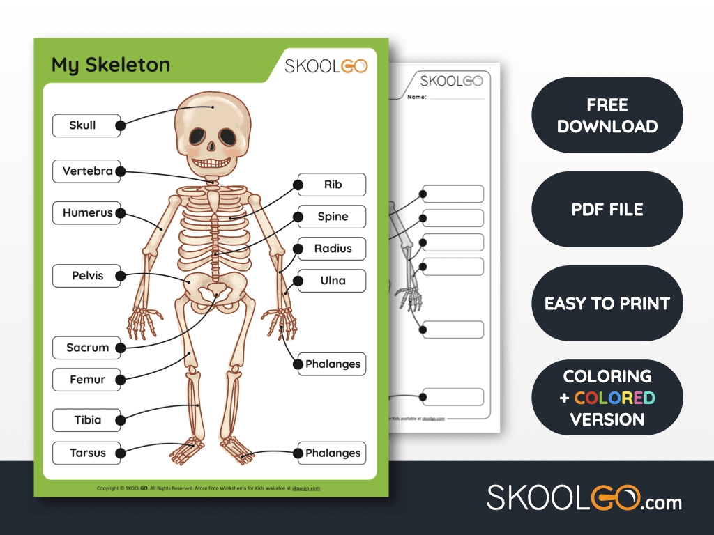 Label the Skeleton Worksheet: Interactive Anatomy Activity