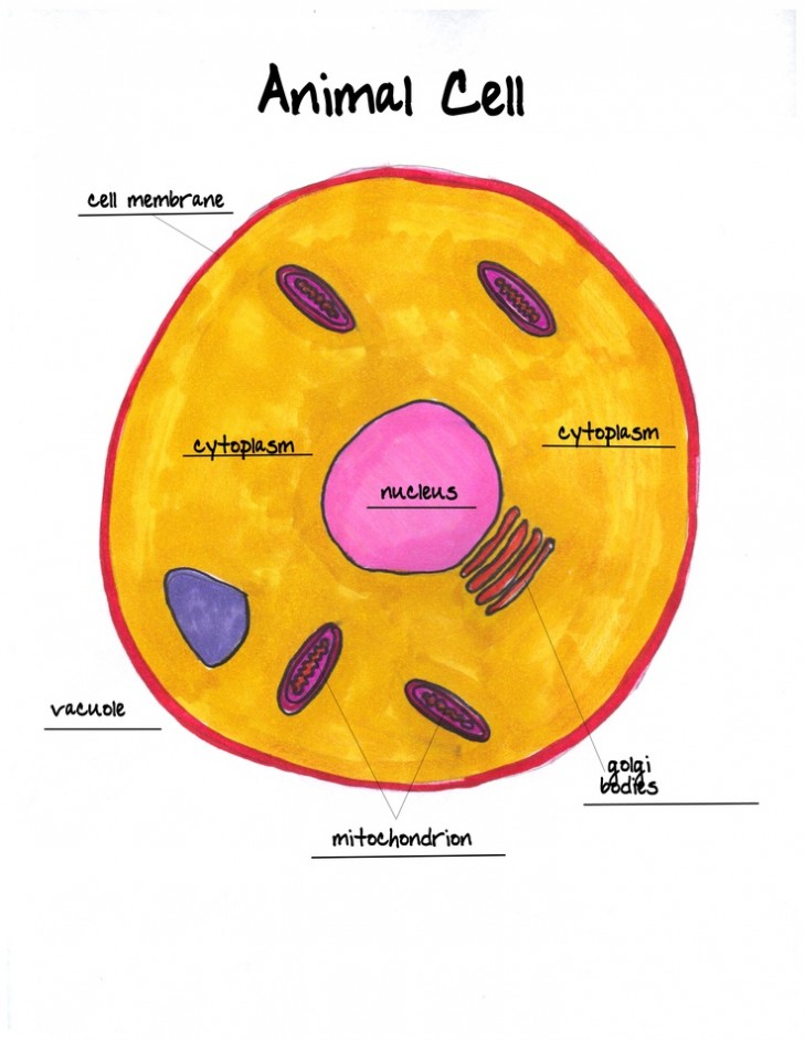 10 Key Parts of a Labeled Animal Cell Worksheet