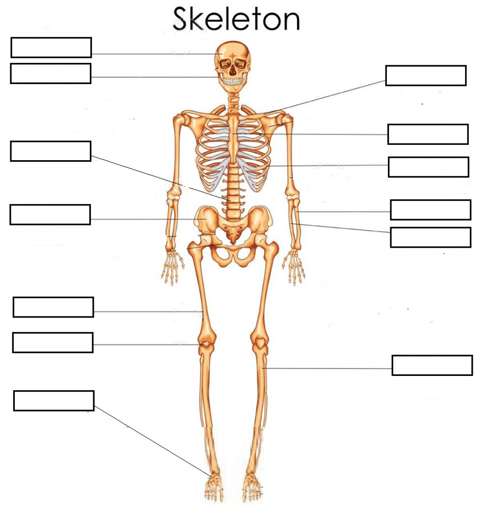 Labeling A Skeleton Worksheet