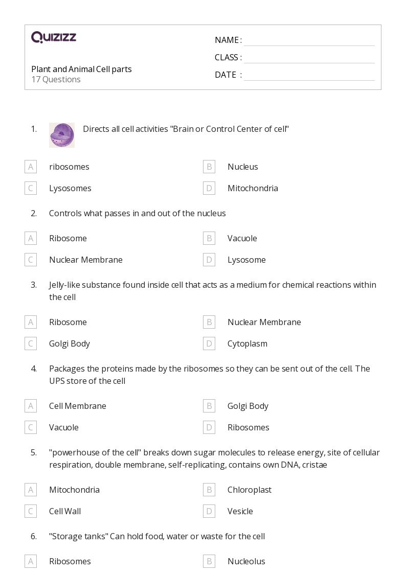 7 Key Parts of an Animal Cell Worksheet