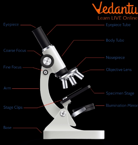 6 Key Parts of a Microscope to Know