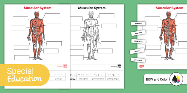 Labeling Muscles Worksheet Made Easy