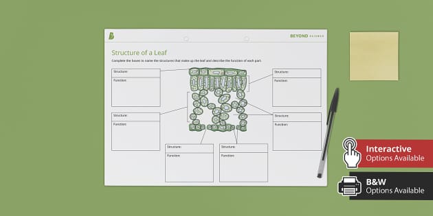 Leaf Anatomy Worksheet: Exploring Plant Structure