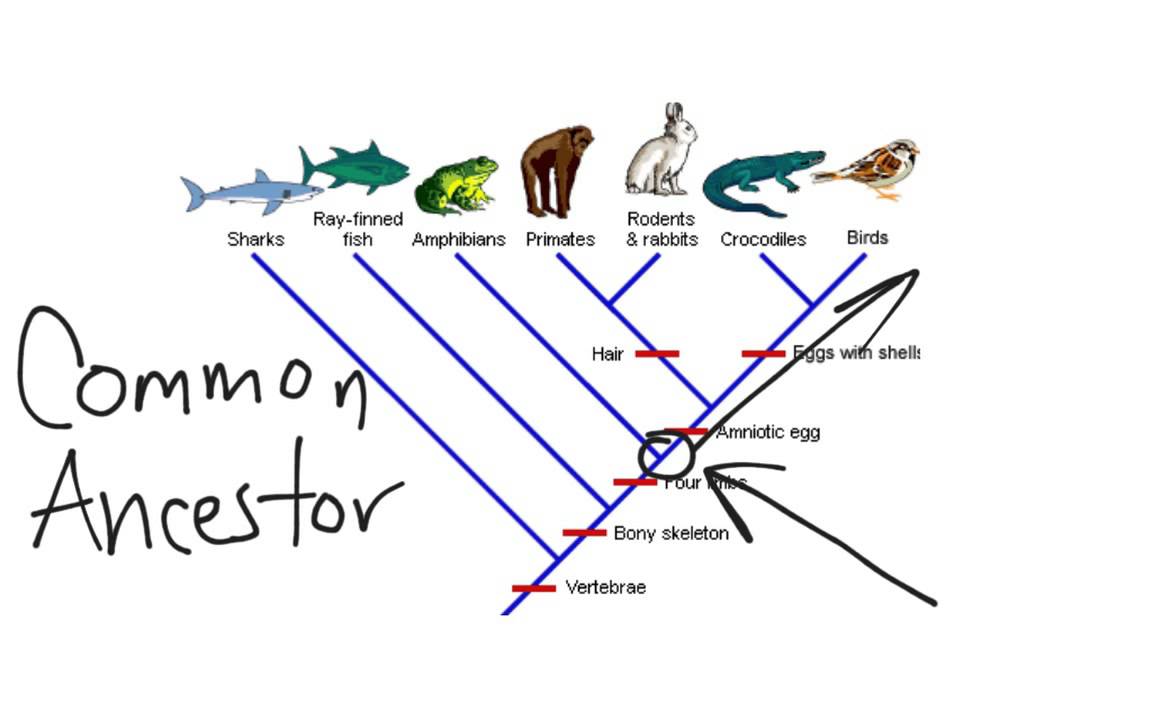 5 Steps to Build a Cladogram Worksheet