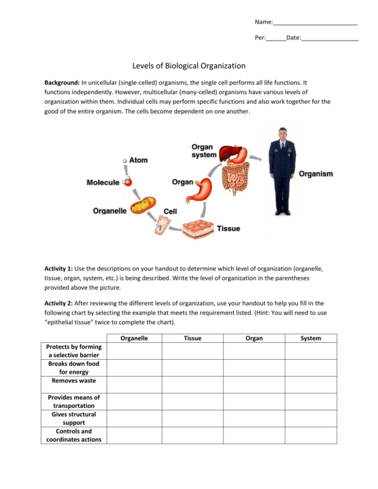 7 Levels of Biological Organization Explained