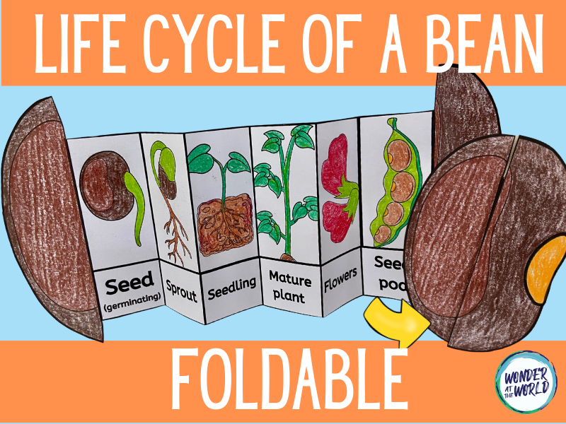 Bean Plant Life Cycle Worksheet for Kids