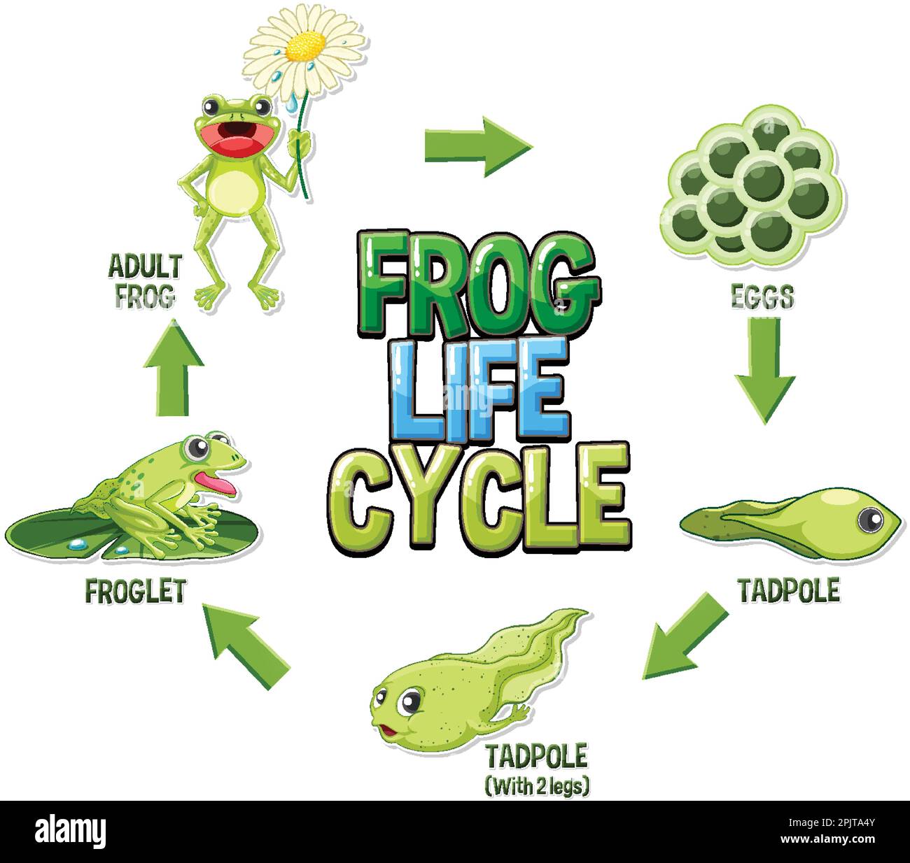 6 Stages of a Frog's Life Cycle Explained