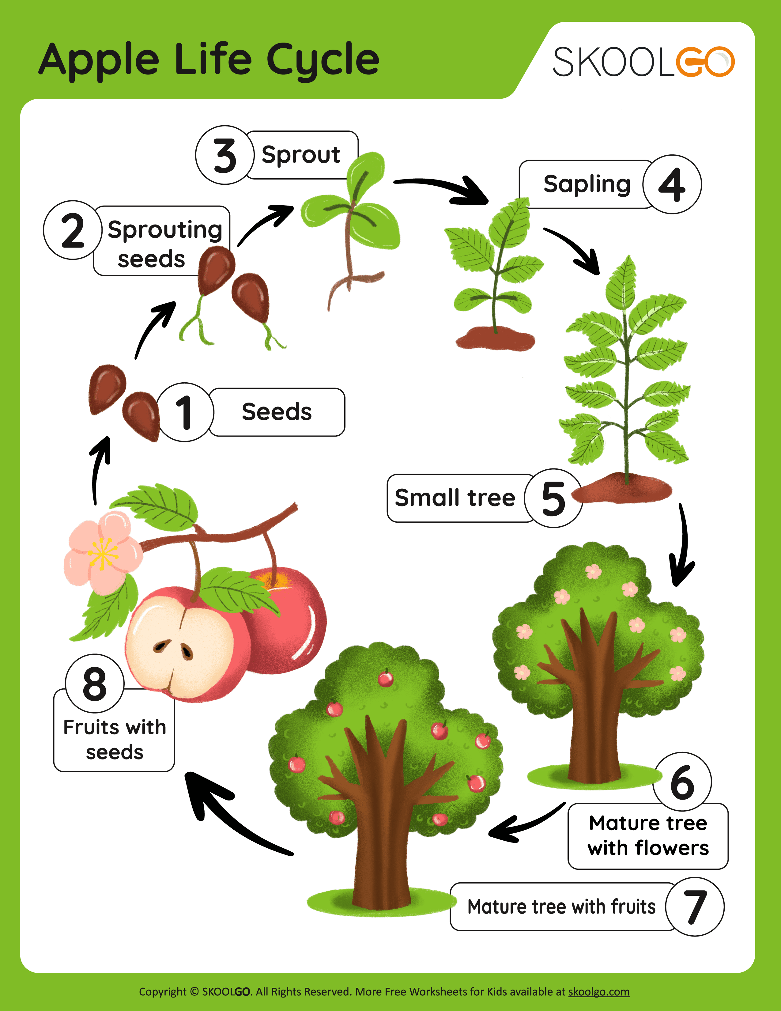 6 Stages of an Apple Tree Life Cycle