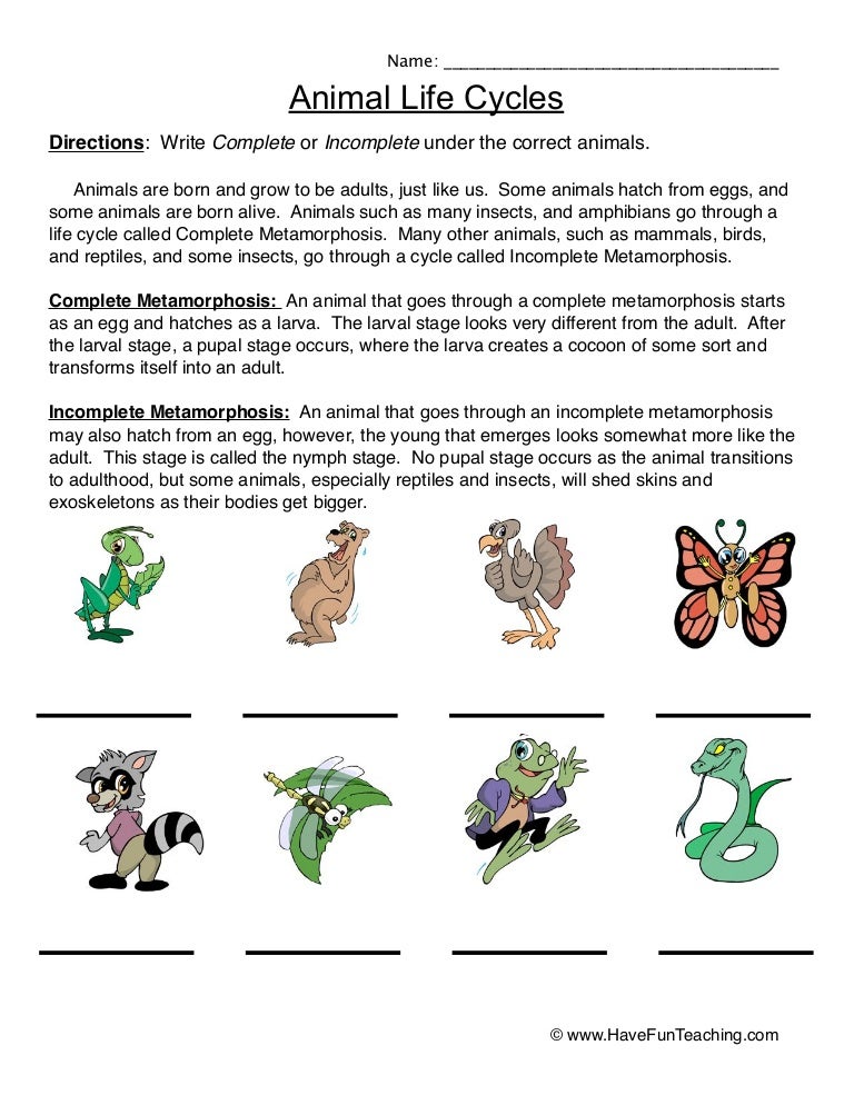 Life Cycle Of Animals Worksheet