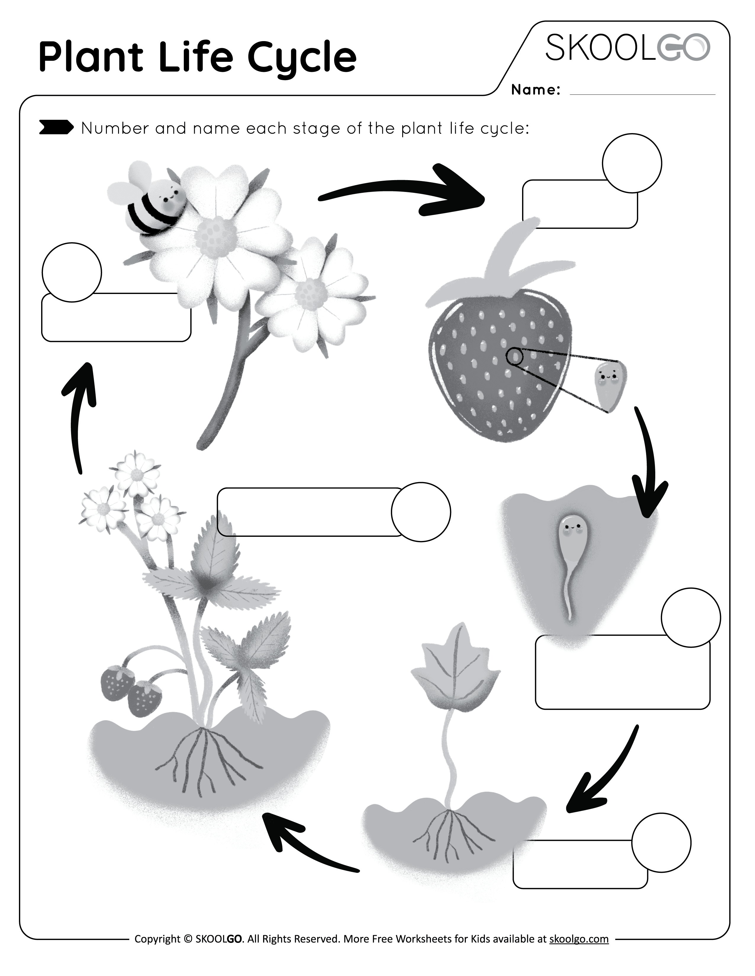 Exploring Plant Life Cycle Worksheet for Kids