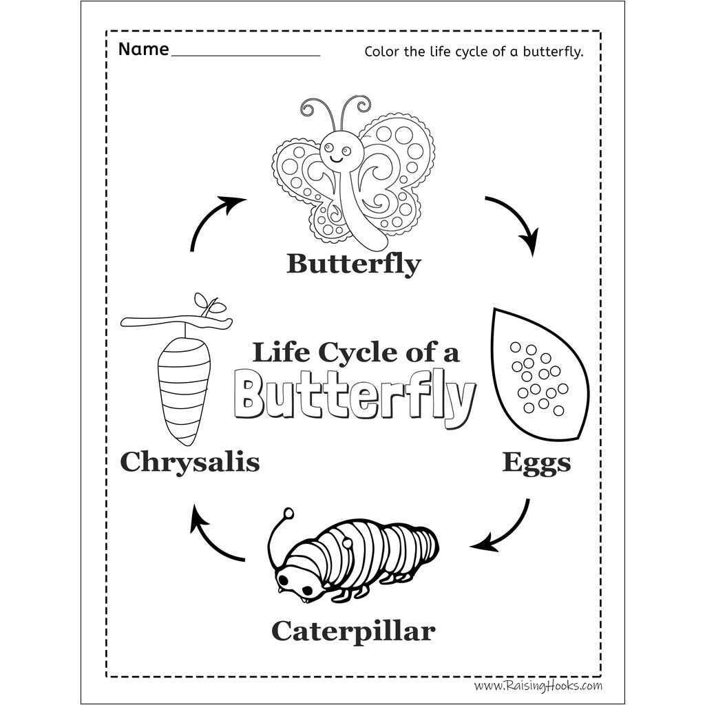 Life Cycle Worksheet