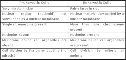 Long Answer Questions Differentiate Between Prokaryotic And