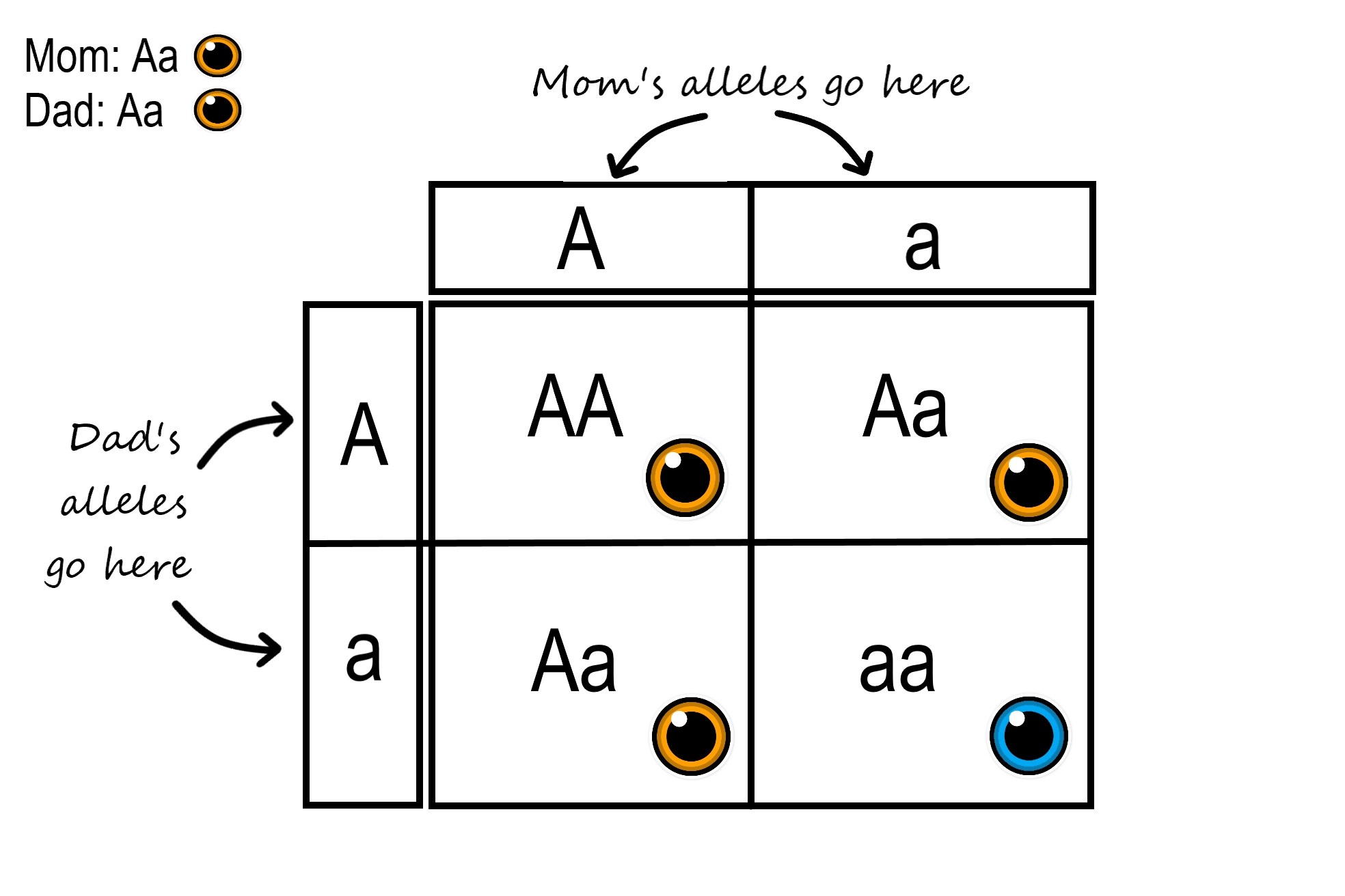 Mastering Punnett Squares In Genetics Practice Problems And Course Hero