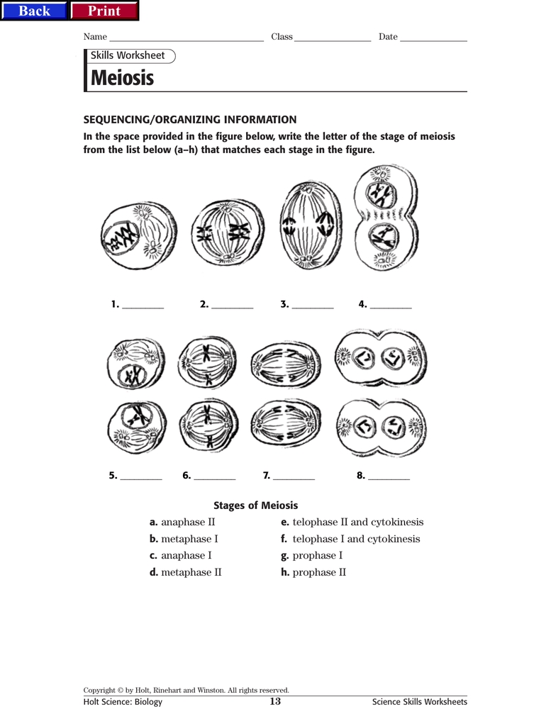 Meiosis 1 and 2 Worksheet Answers Explained