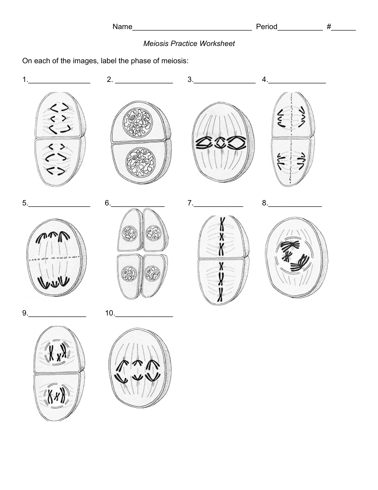 Meiosis Coloring Worksheet: Visualize Cell Division