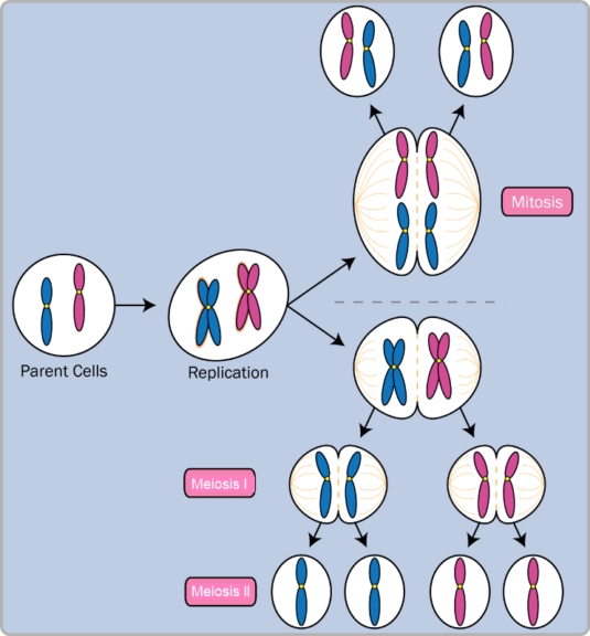 Meiosis Function Phases And Examples Biology Online Dictionary