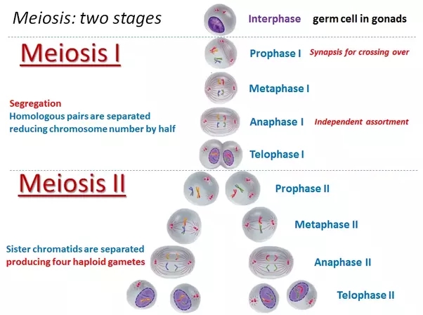 Meiosis Ii Phases And Significance Of Meiosisii Cell