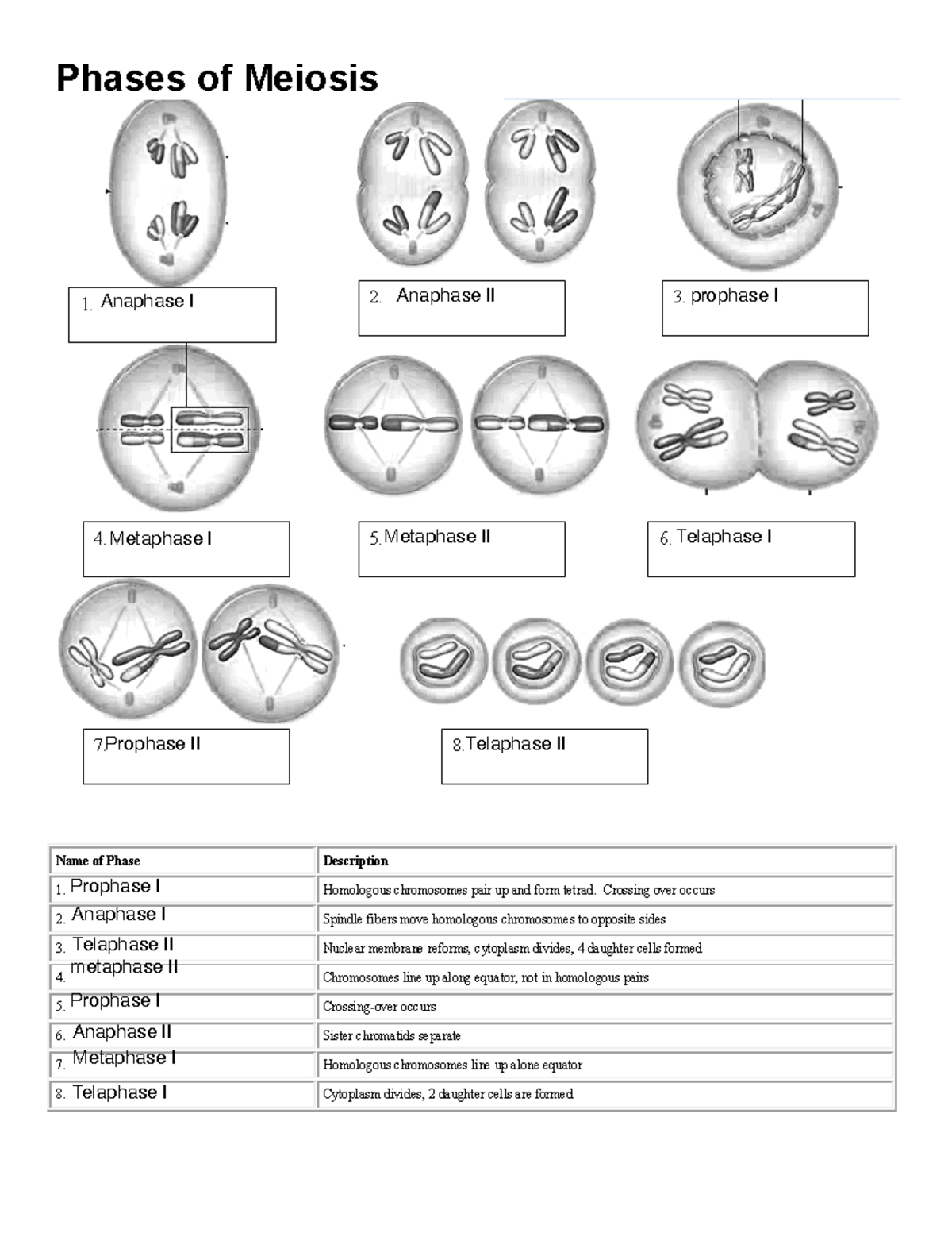 Meiosis Phases Worksheet