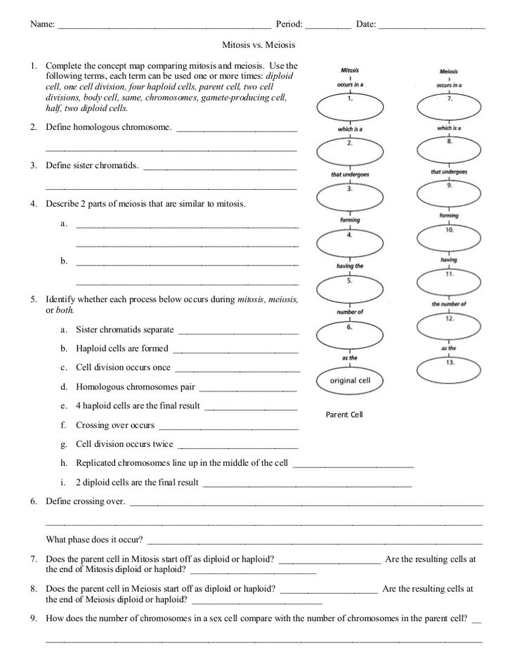 Meiosis Practice Worksheet Answer Key