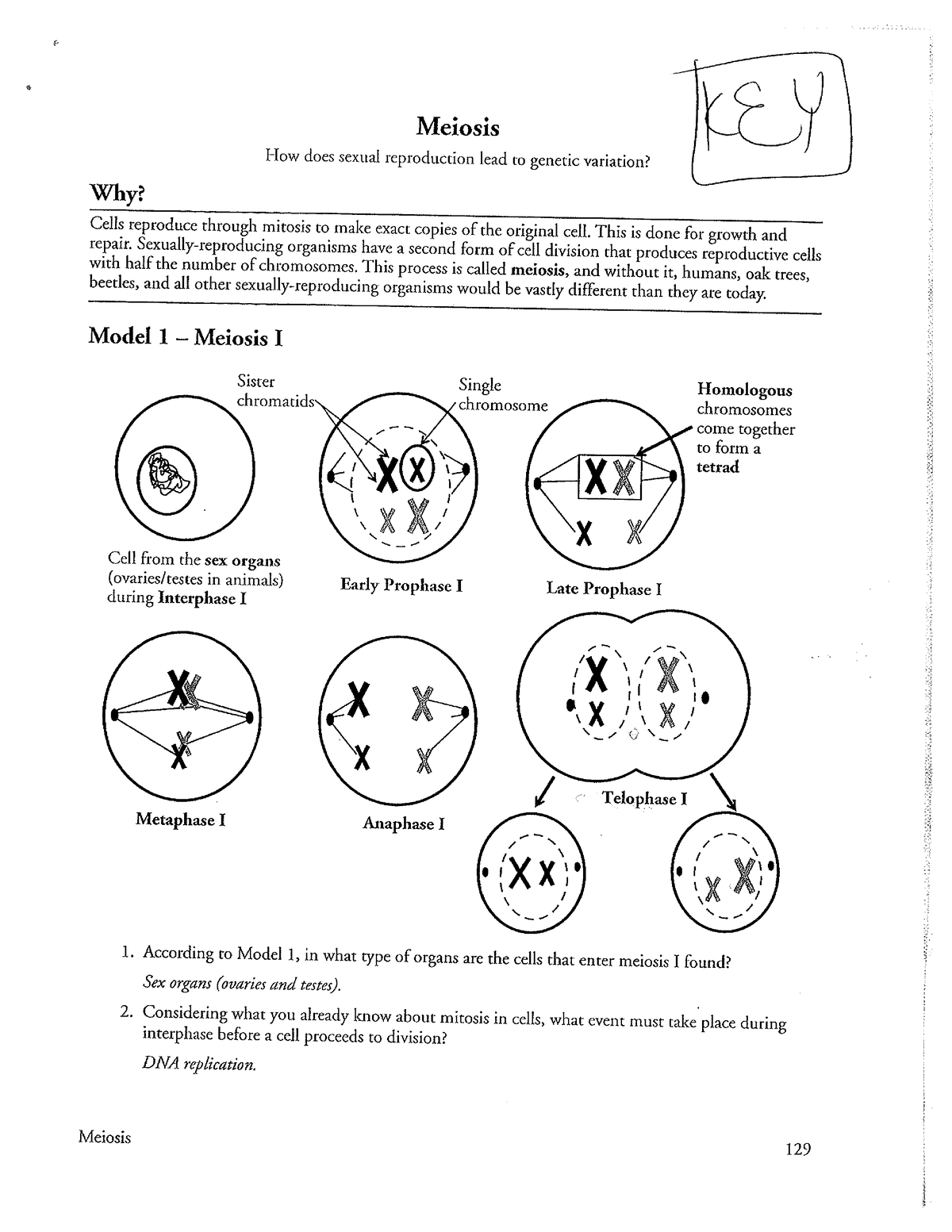 Meiosis Practice Worksheet Pdf