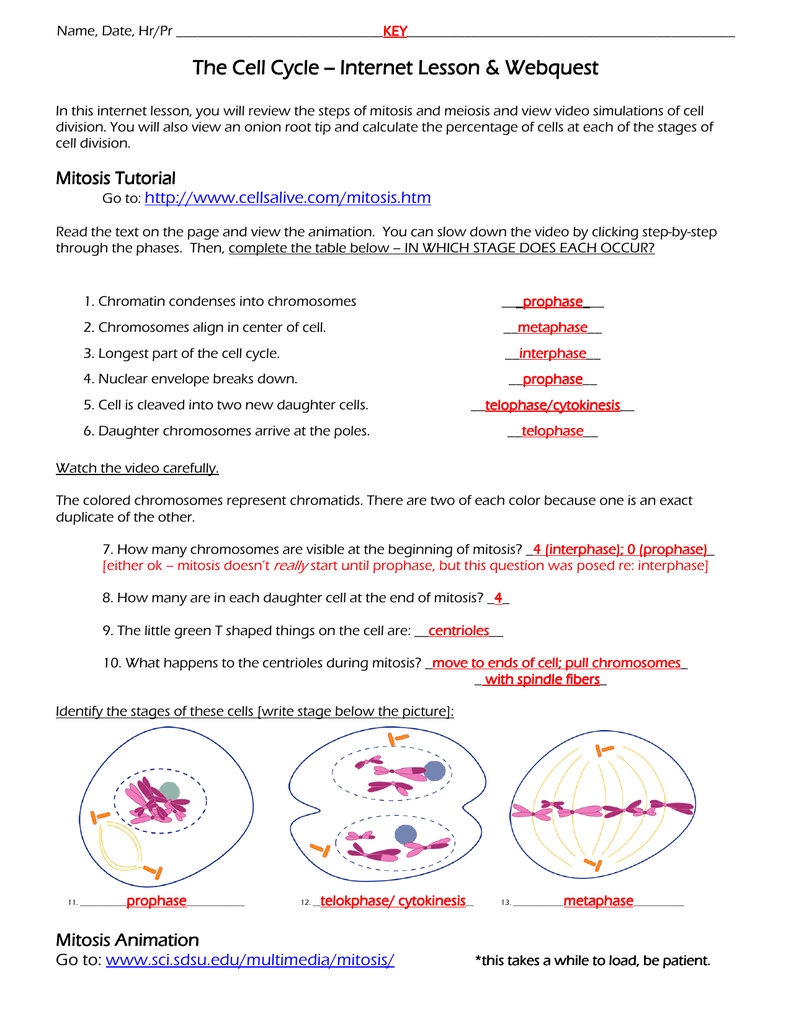 5 Tips to Master Meiosis Practice Worksheets