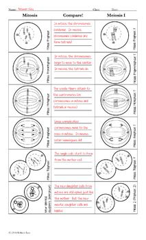 Meiosis Review Worksheet Answer Key Secrets Revealed