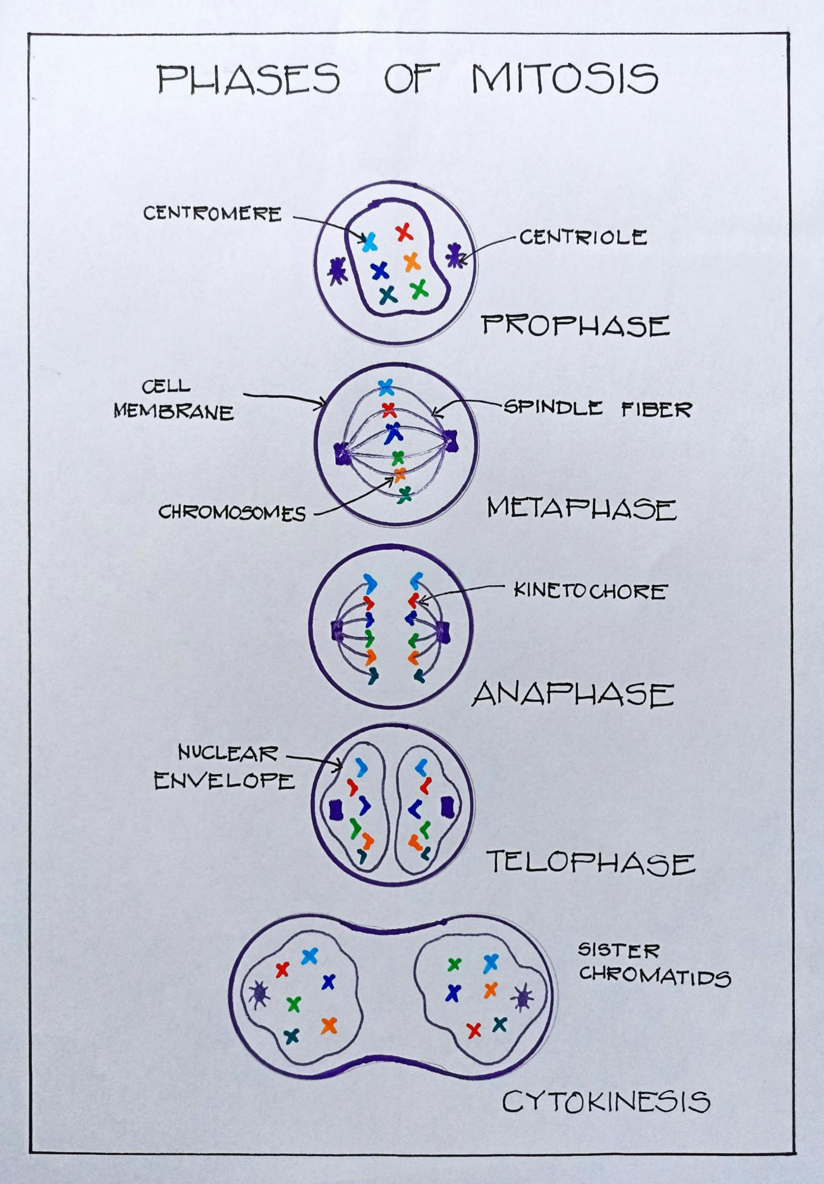 7 Essential Steps of Meiosis Made Easy