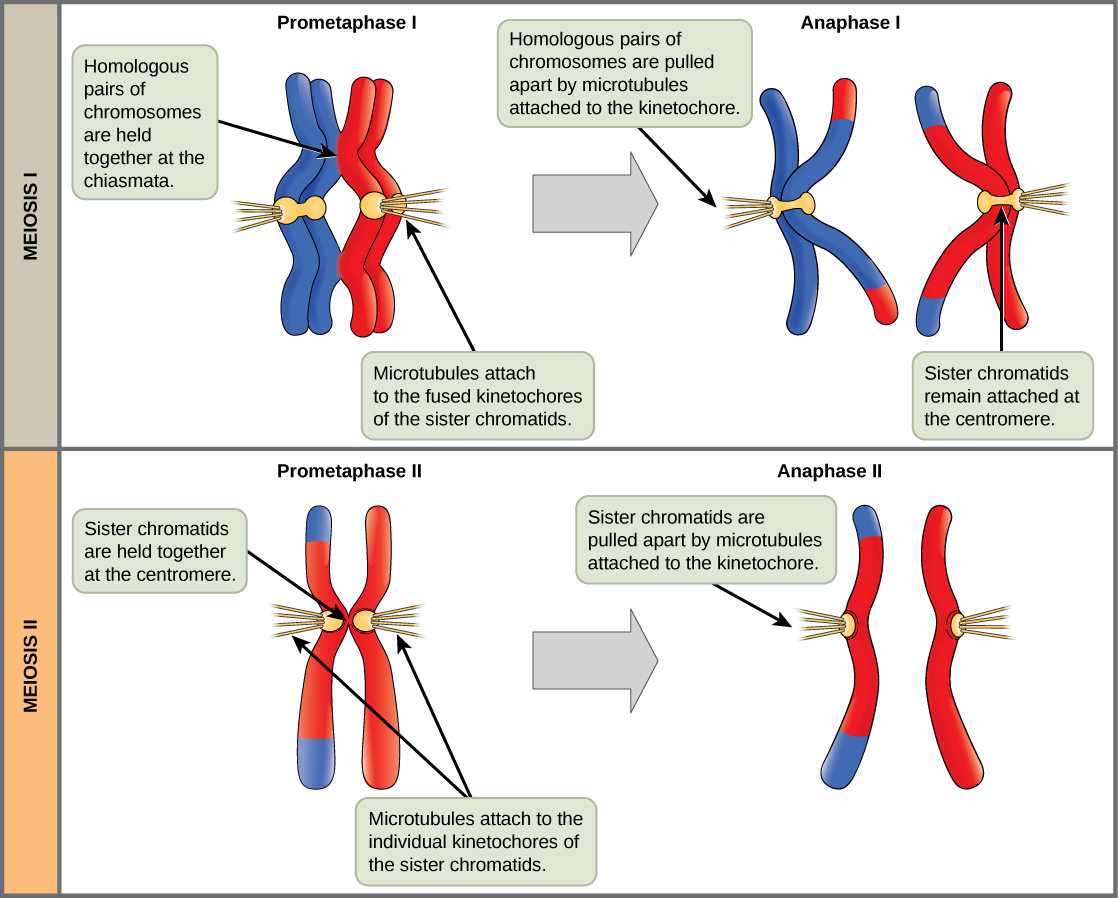 6 Key Differences Between Meiosis and Mitosis