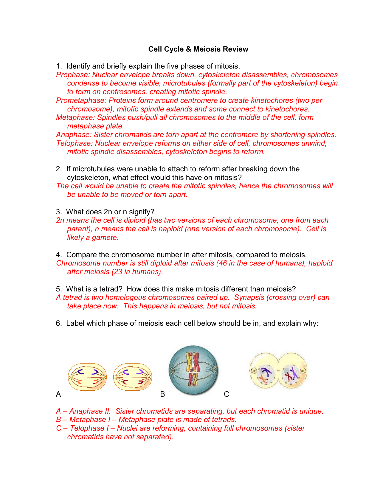 Meiosis Worksheet Answer Key Pdf