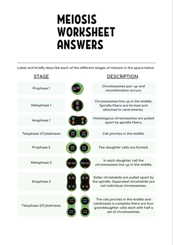 Meiosis Worksheet Answer Key for Biology Students