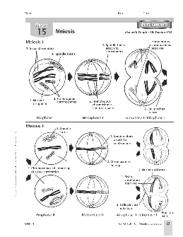 Meiosis Worksheet Answers for Biology Students