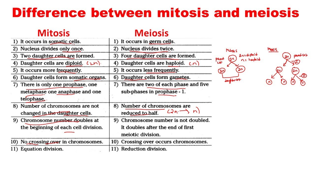 Meiosis Worksheet Answers